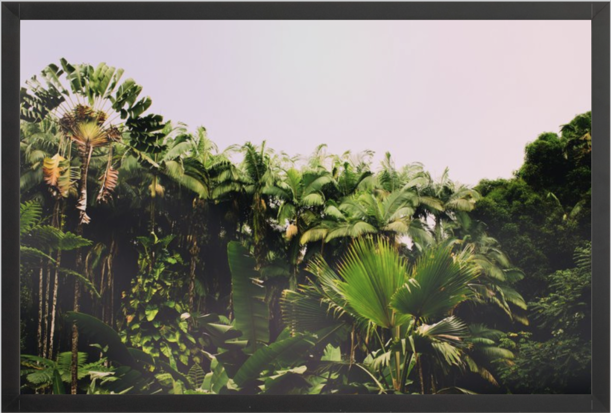 wilder-california-hawaii-palm-tree-wall-art.png