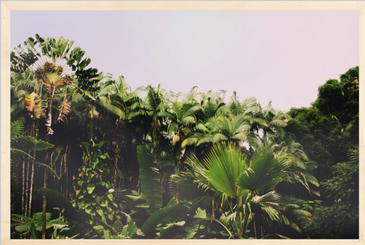 wilder-california-hawaii-palm-tree-wall-art.png