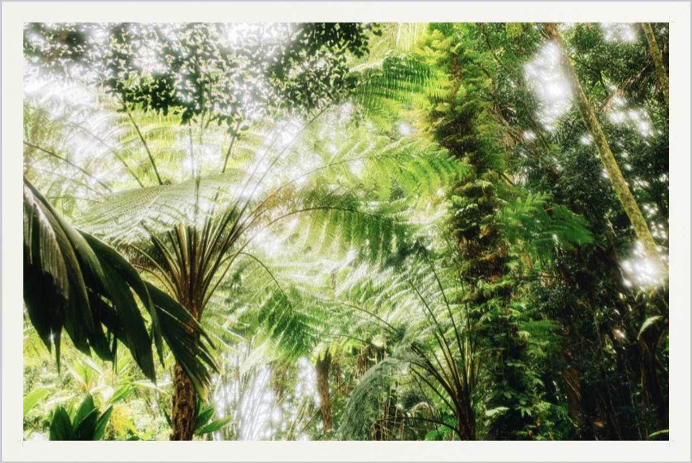 wilder-california-hawaii-palm-tree-wall-art.png
