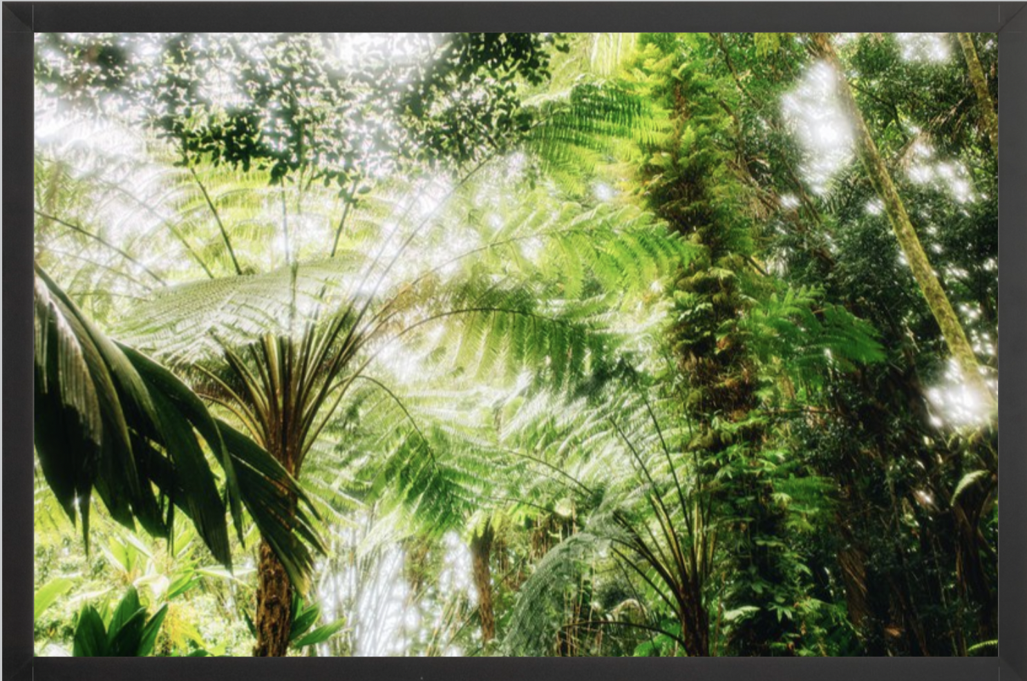 wilder-california-hawaii-palm-tree-wall-art.png