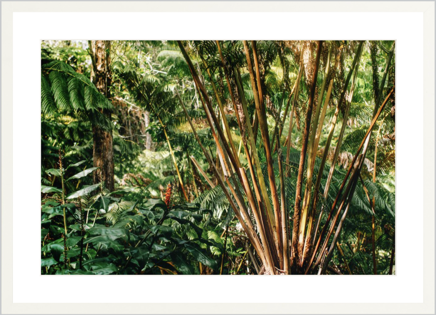 wilder-california-hawaii-palm-tree-wall-art.png