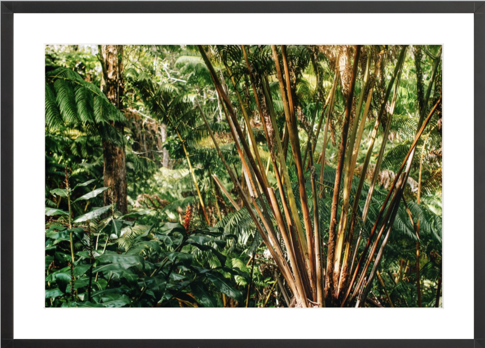 wilder-california-hawaii-palm-tree-wall-art.png