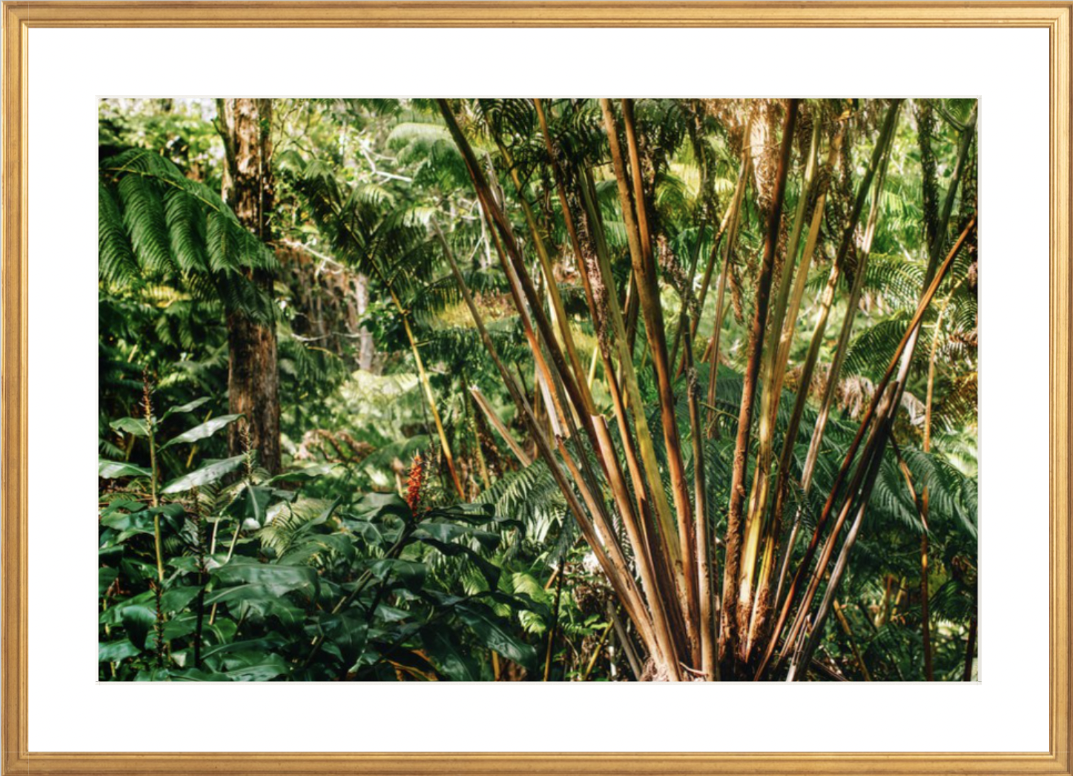 wilder-california-hawaii-palm-tree-wall-art.png