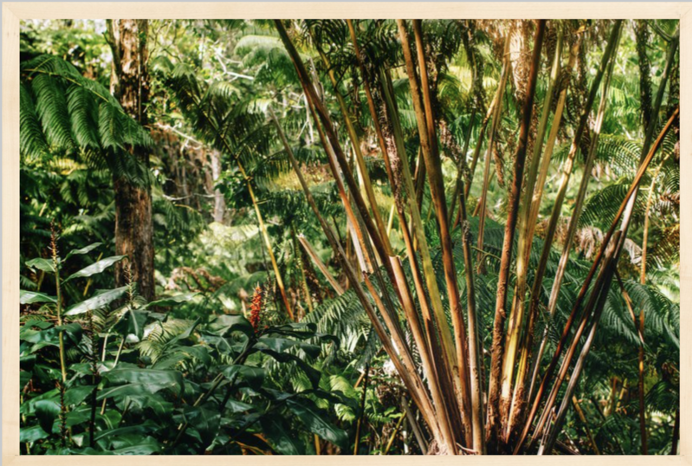 wilder-california-hawaii-palm-tree-wall-art.png