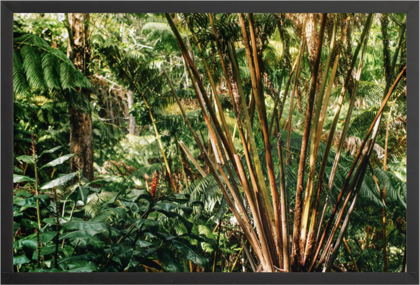 wilder-california-hawaii-palm-tree-wall-art.png