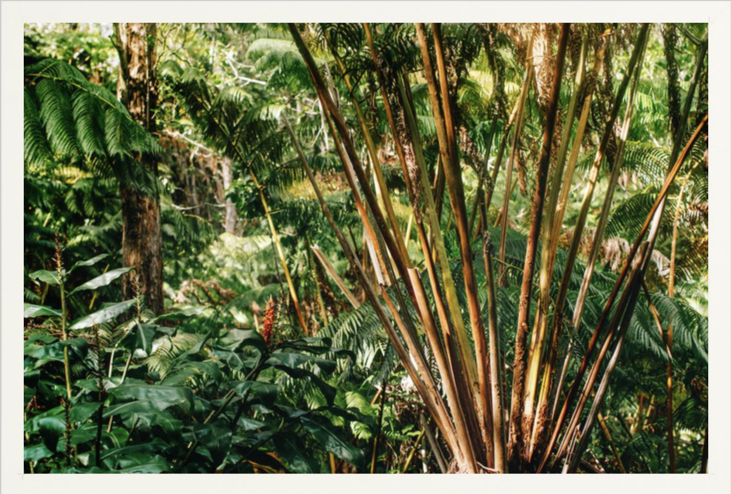 wilder-california-hawaii-palm-tree-wall-art.png