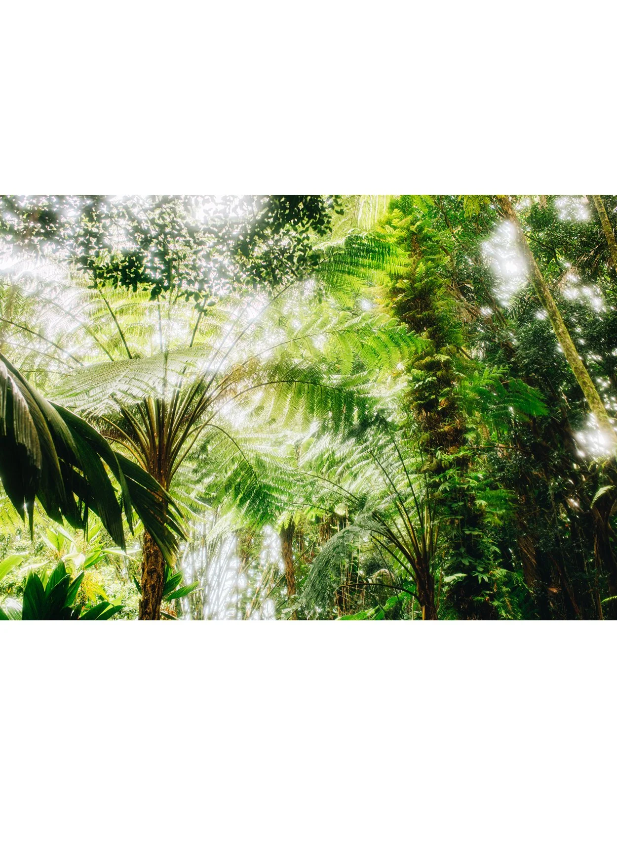 wilder-california-hawaii-island-rainforest-print.jpg