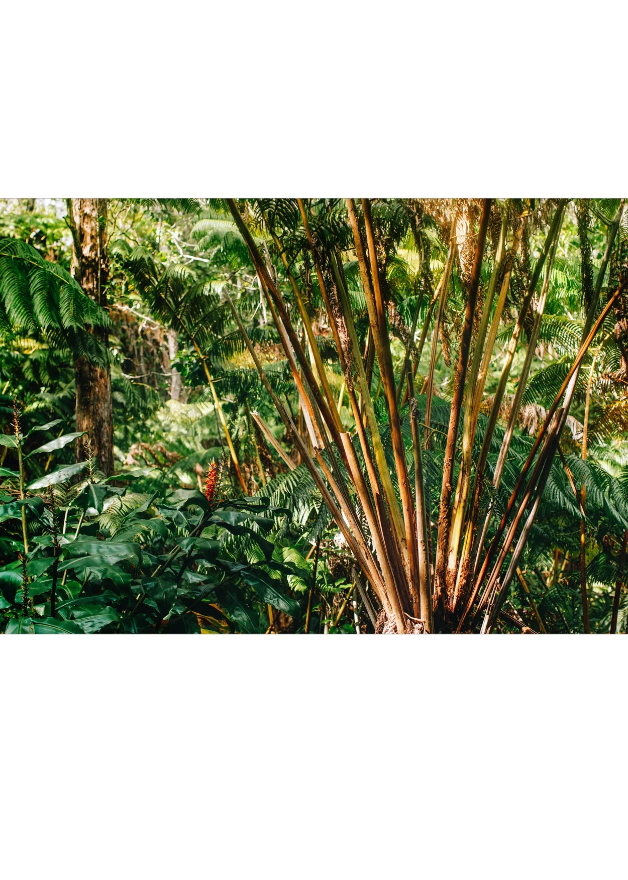wilder-california-hawaii-island-rainforest-print.jpg