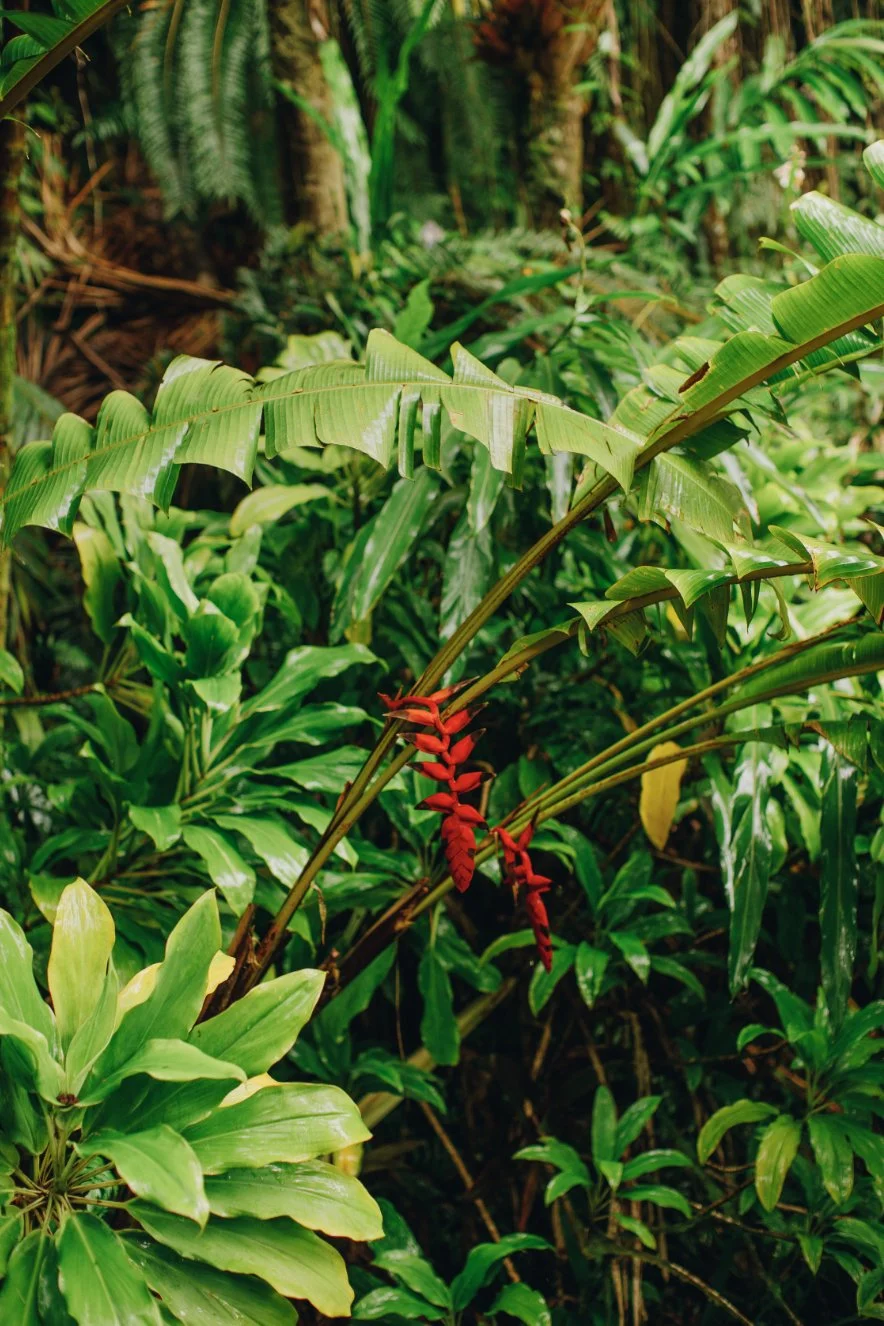 wilder-california-hawaii-island-rainforest-print.jpg