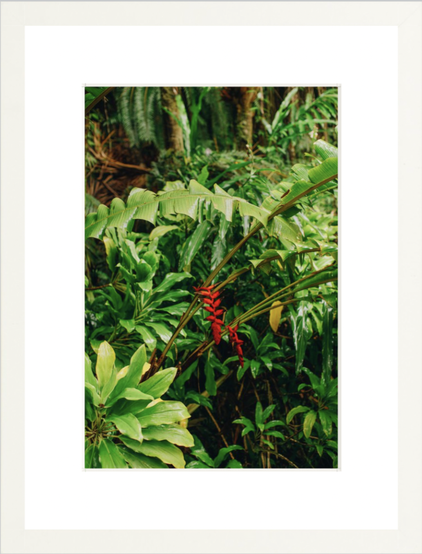 wilder-california-hawaii-island-rainforest-print.png