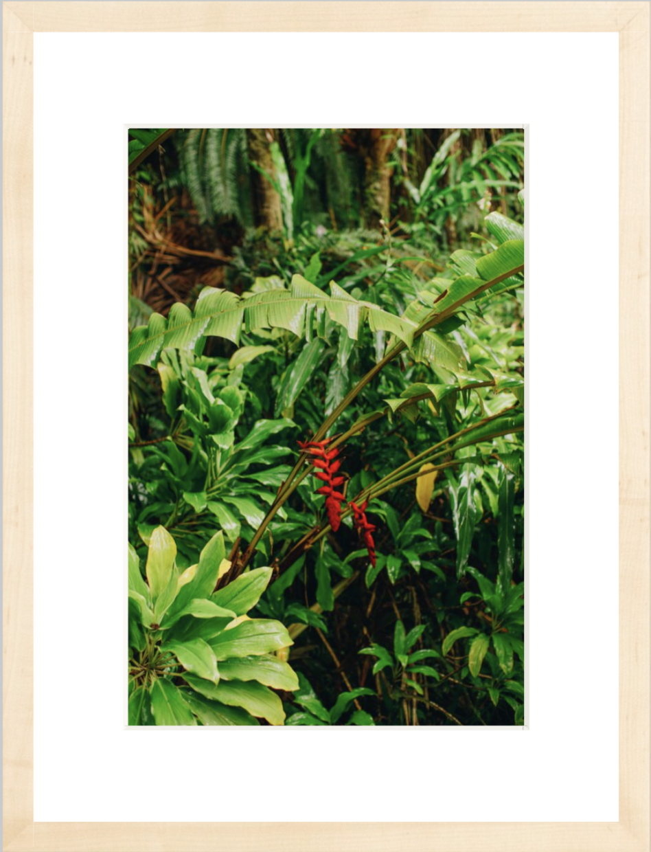 wilder-california-hawaii-island-rainforest-print.png