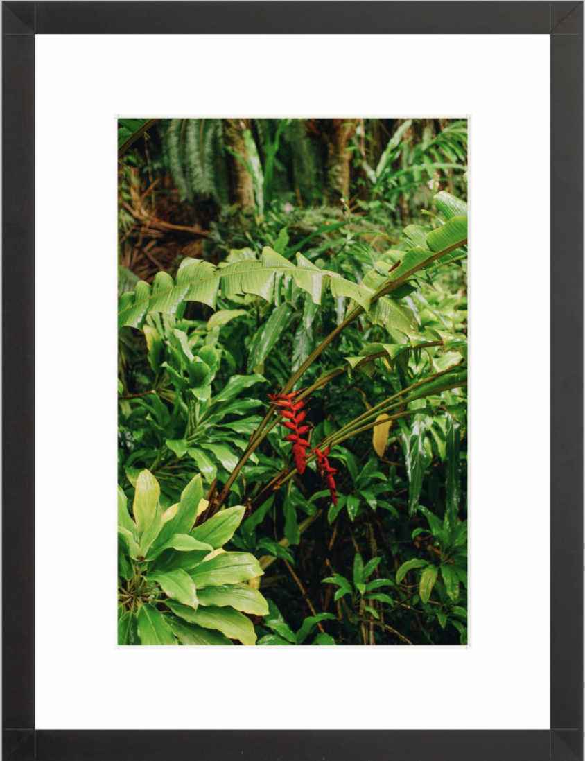 wilder-california-hawaii-island-rainforest-print.png