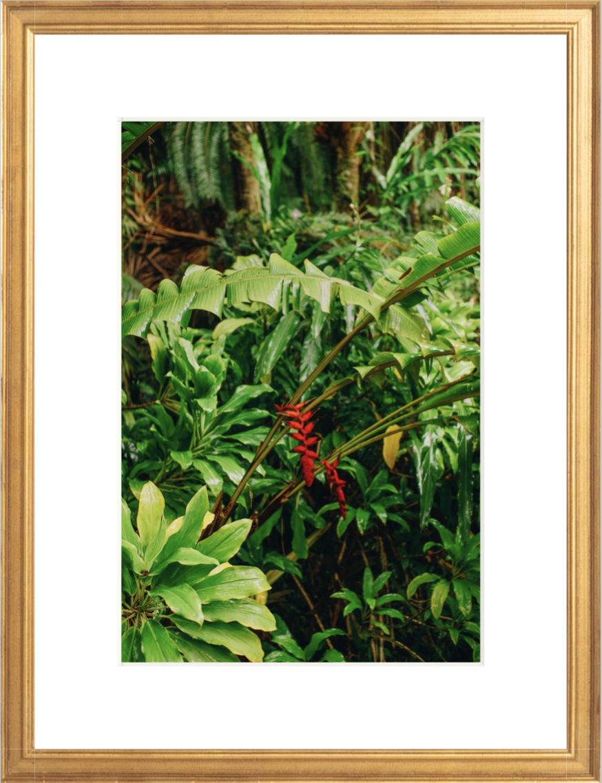 wilder-california-hawaii-island-rainforest-print.png