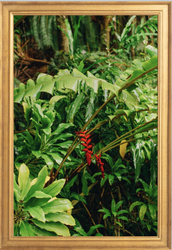 wilder-california-hawaii-island-rainforest-print.png