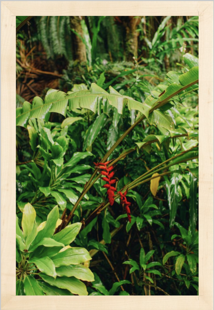 wilder-california-hawaii-island-rainforest-print.png