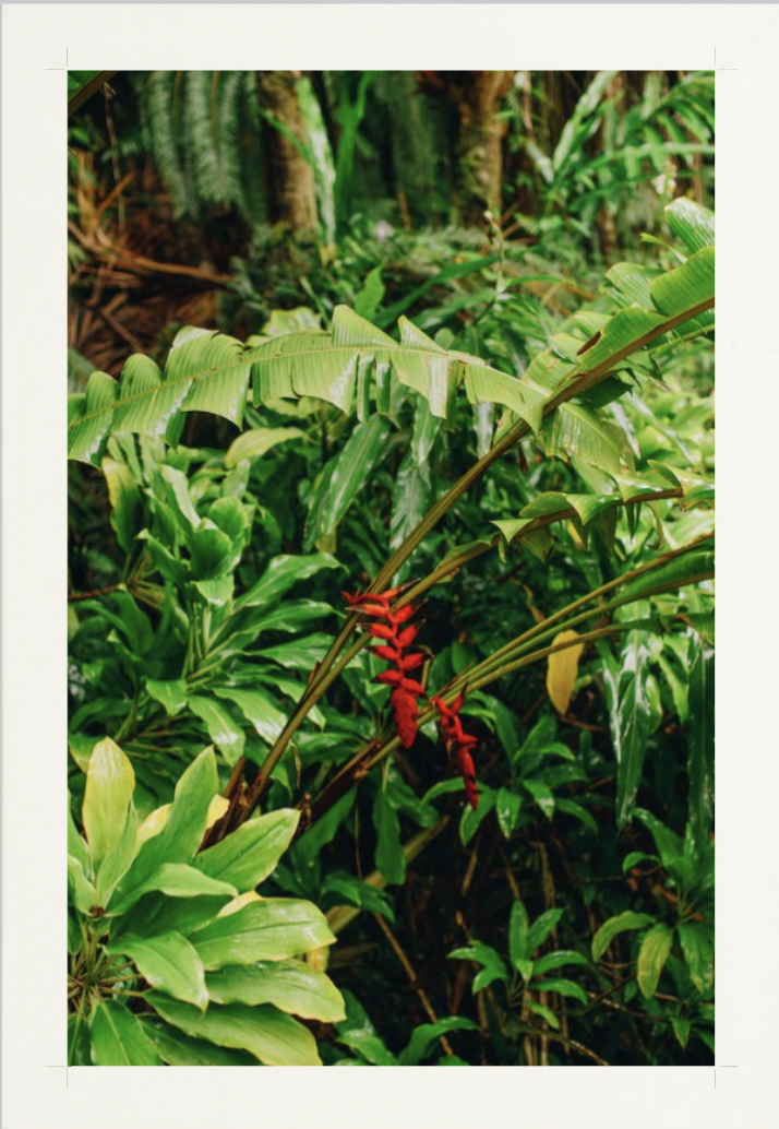 wilder-california-hawaii-island-rainforest-print.png