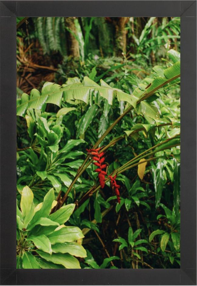 wilder-california-hawaii-island-rainforest-print.png