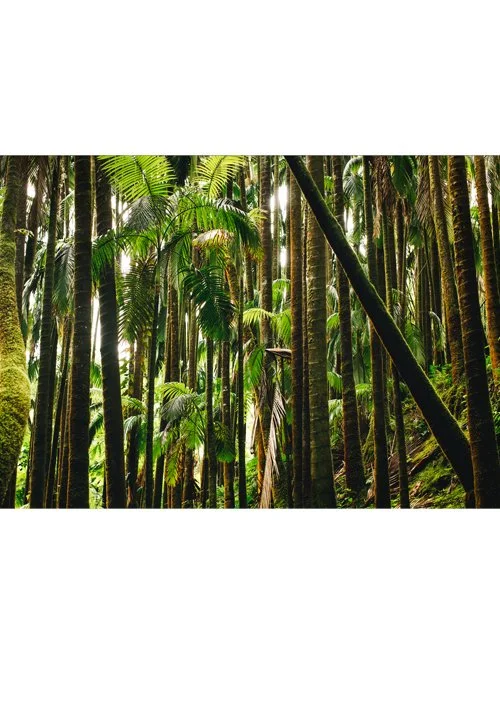 wilder-california-hawaii-island-rainforest-print.jpg