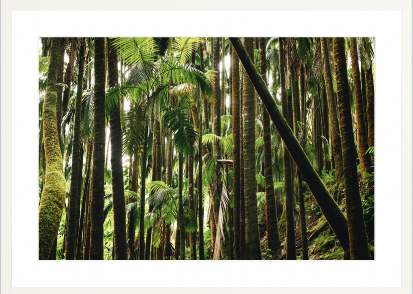 wilder-california-hawaii-island-rainforest-print.png