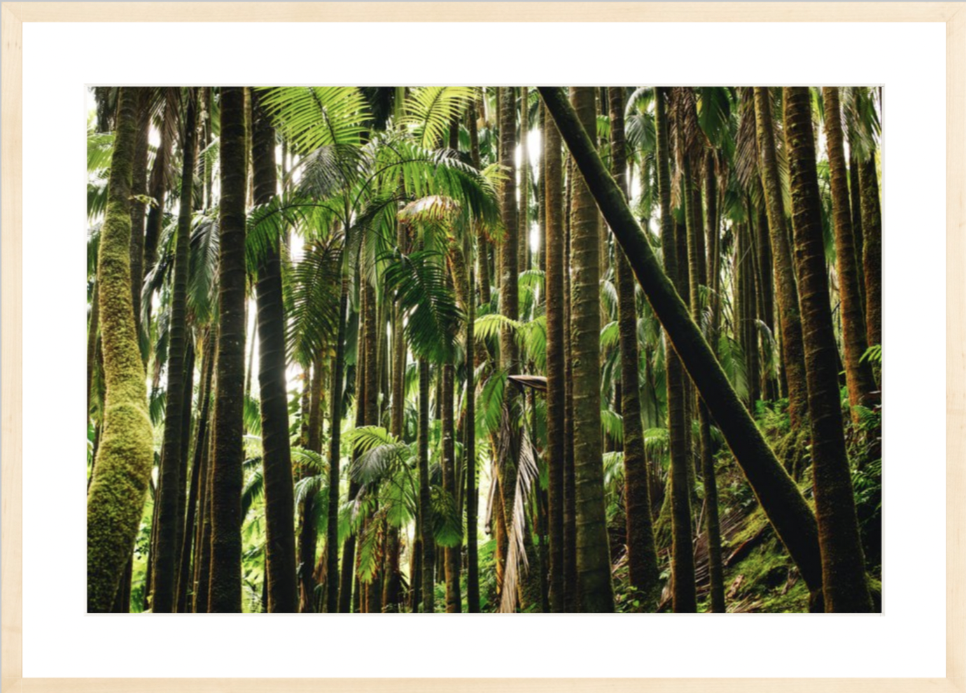 wilder-california-hawaii-island-rainforest-print.png