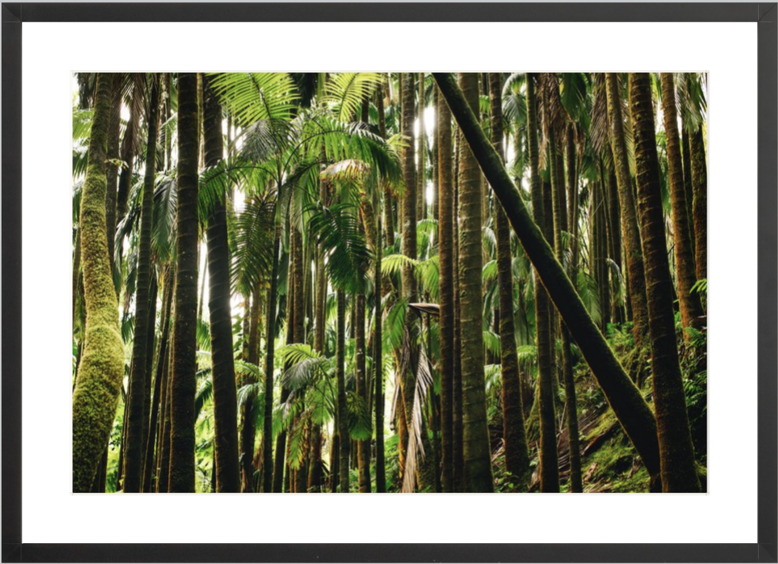wilder-california-hawaii-island-rainforest-print.png