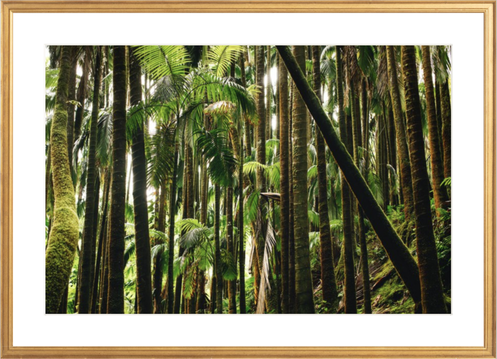 wilder-california-hawaii-island-rainforest-print.png