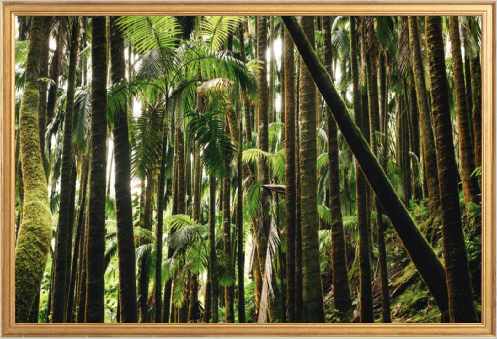 wilder-california-hawaii-island-rainforest-print.png