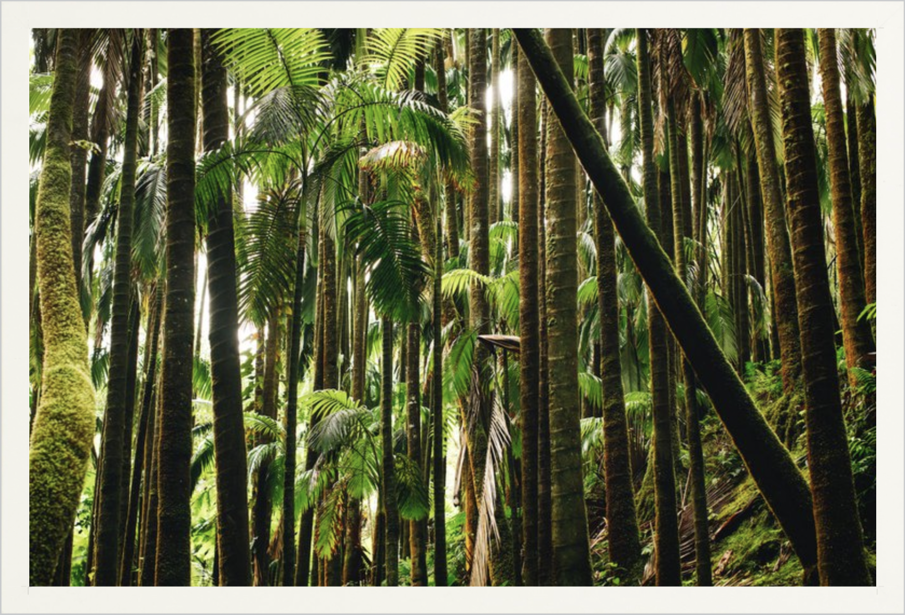 wilder-california-hawaii-island-rainforest-print.png