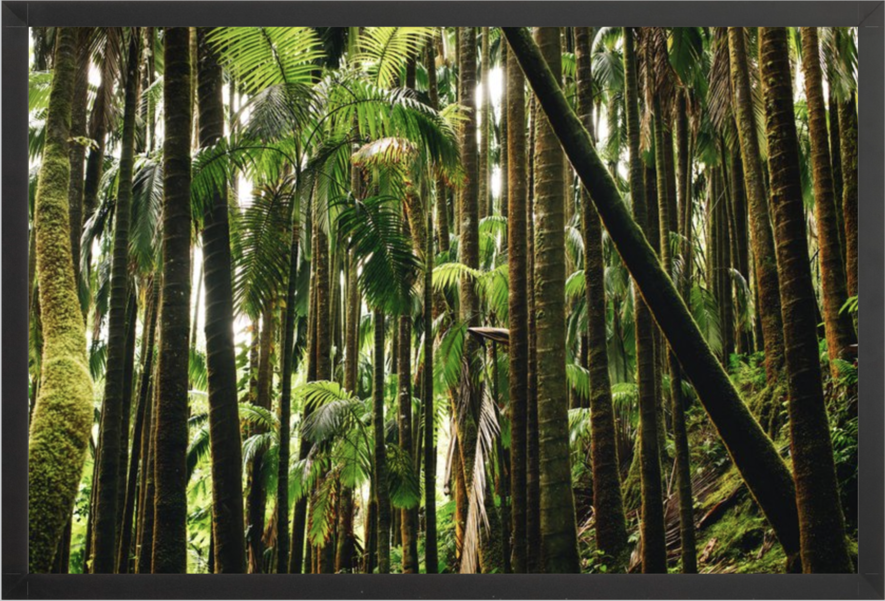 wilder-california-hawaii-island-landscape-print.png