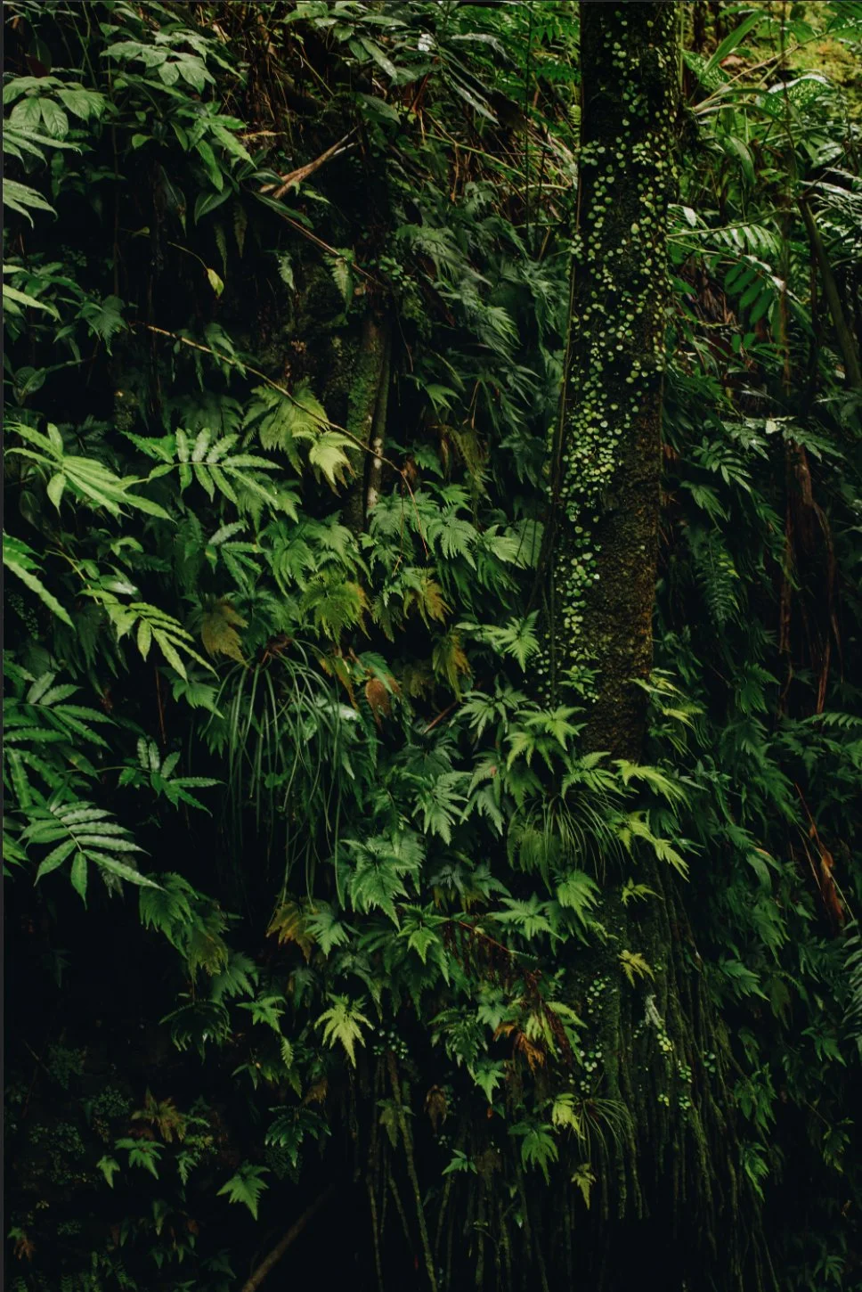 wilder-california-hawaii-island-landscape-print.jpg