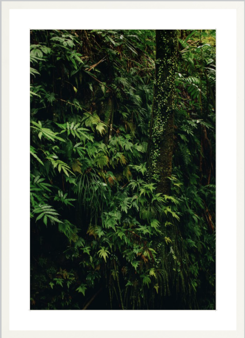 wilder-california-hawaii-tropical-fine-art-print.png