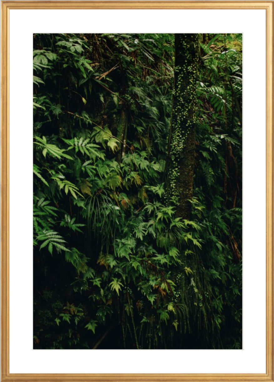 wilder-california-hawaii-island-landscape-print.png
