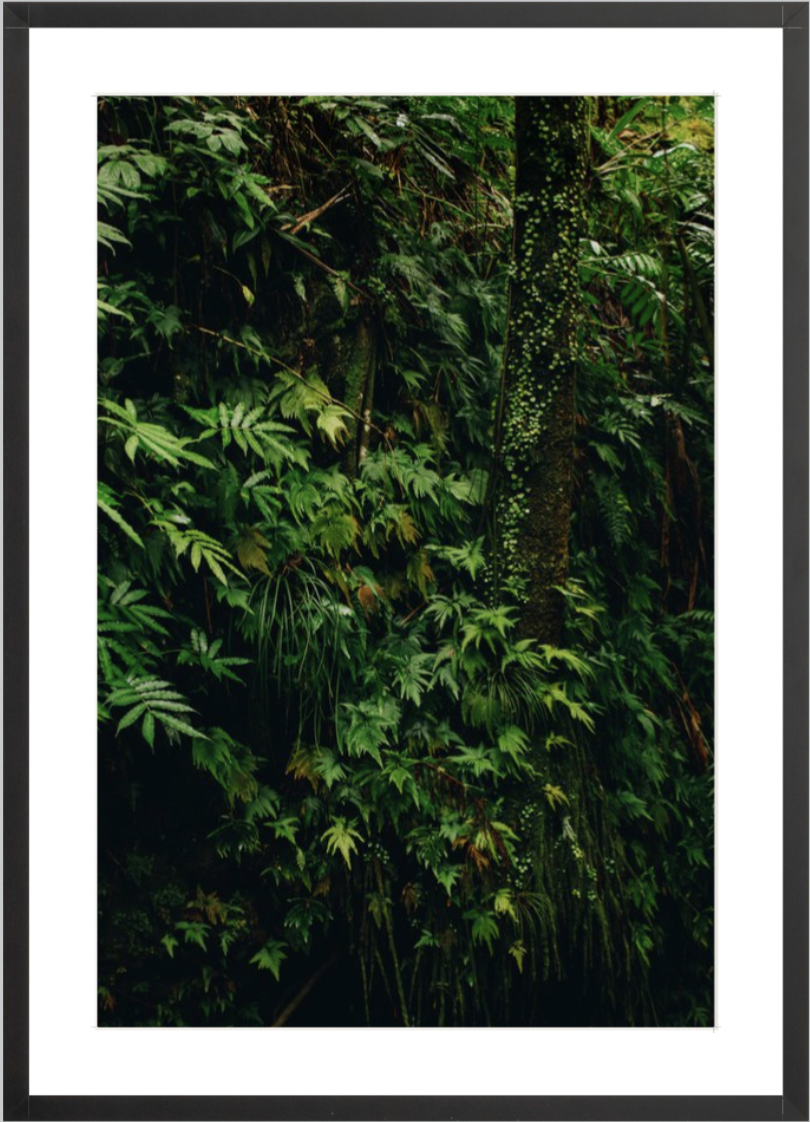 wilder-california-hawaii-island-landscape-print.png
