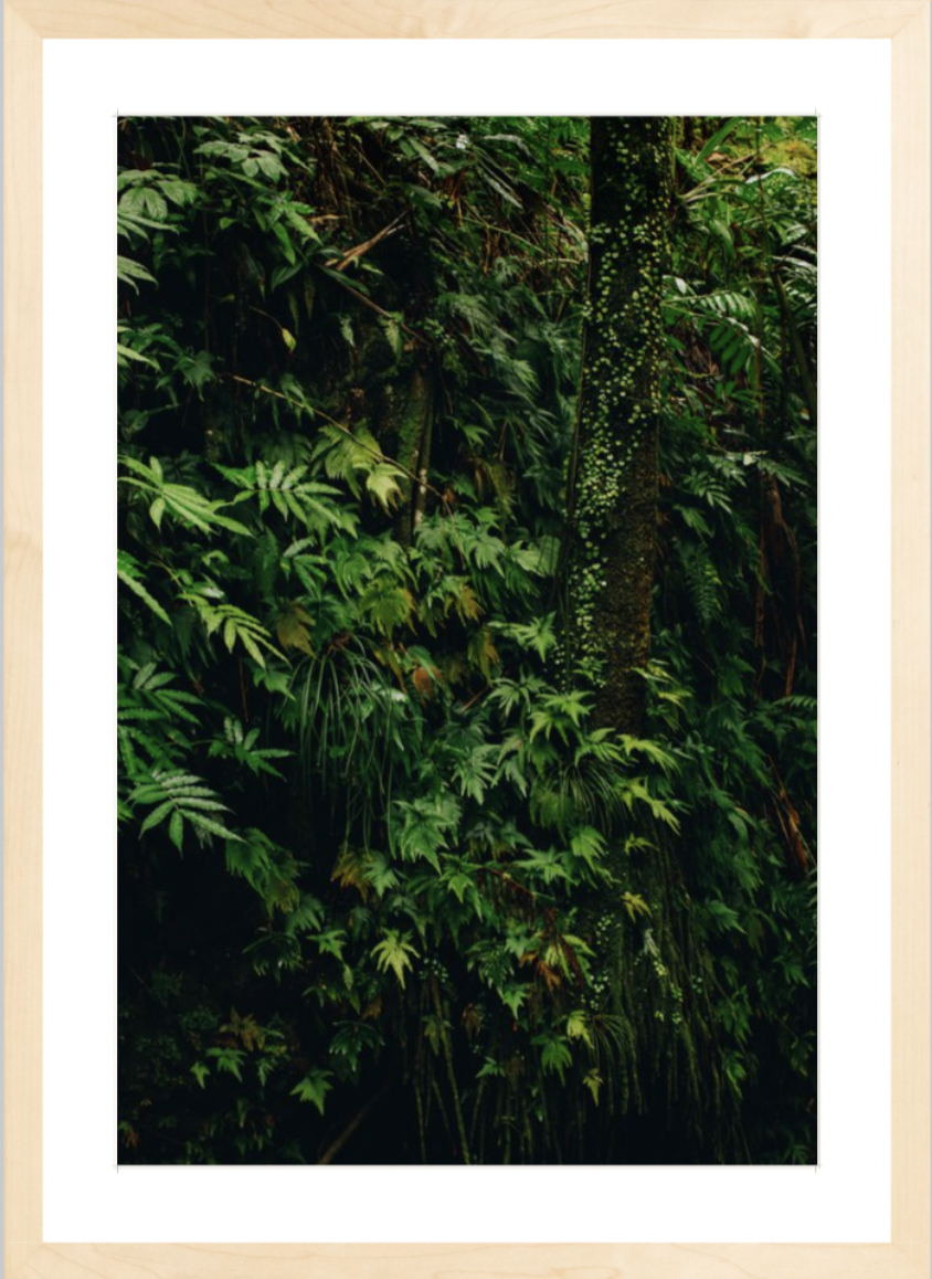 wilder-california-hawaii-tropical-fine-art-print.png