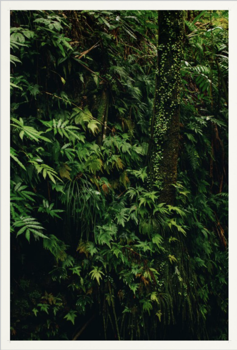 wilder-california-hawaii-tropical-fine-art-print.png