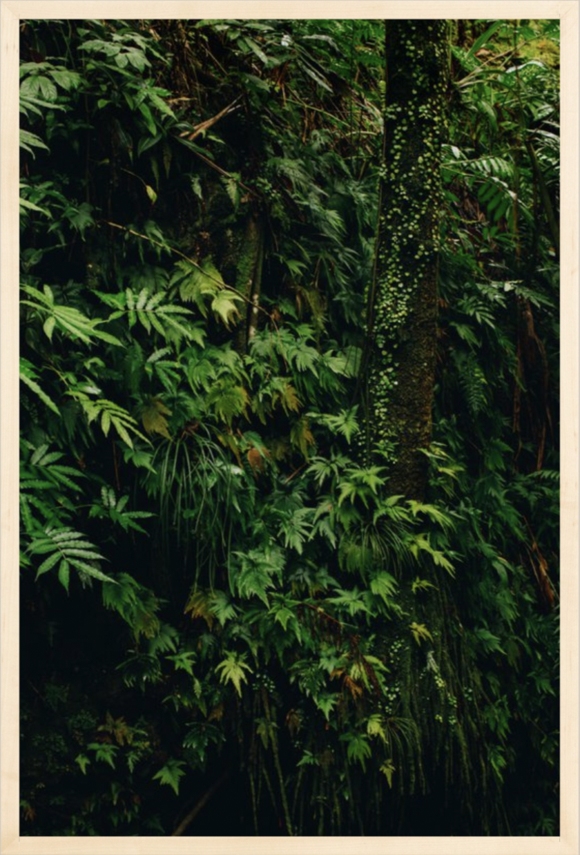 wilder-california-hawaii-tropical-fine-art-print.png