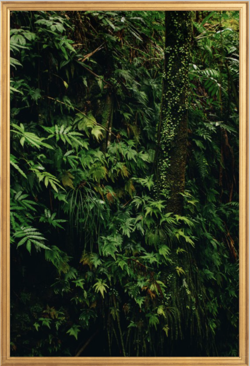 wilder-california-hawaii-tropical-fine-art-print.png