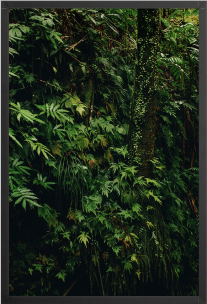 wilder-california-hawaii-tropical-fine-art-print.png