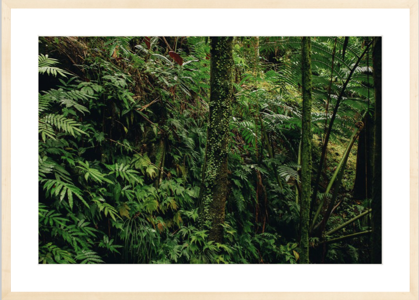 wilder-california-hawaii-tropical-paradise-wall-art.png
