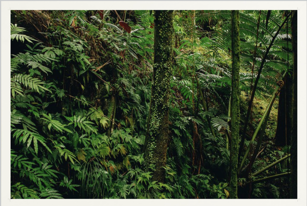 wilder-california-hawaii-tropical-paradise-wall-art.png