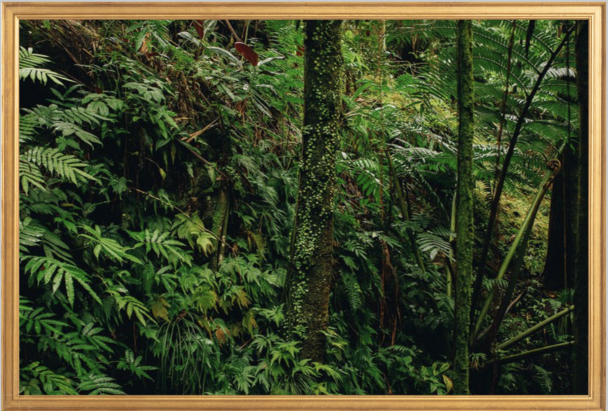 wilder-california-hawaii-tropical-paradise-wall-art.png