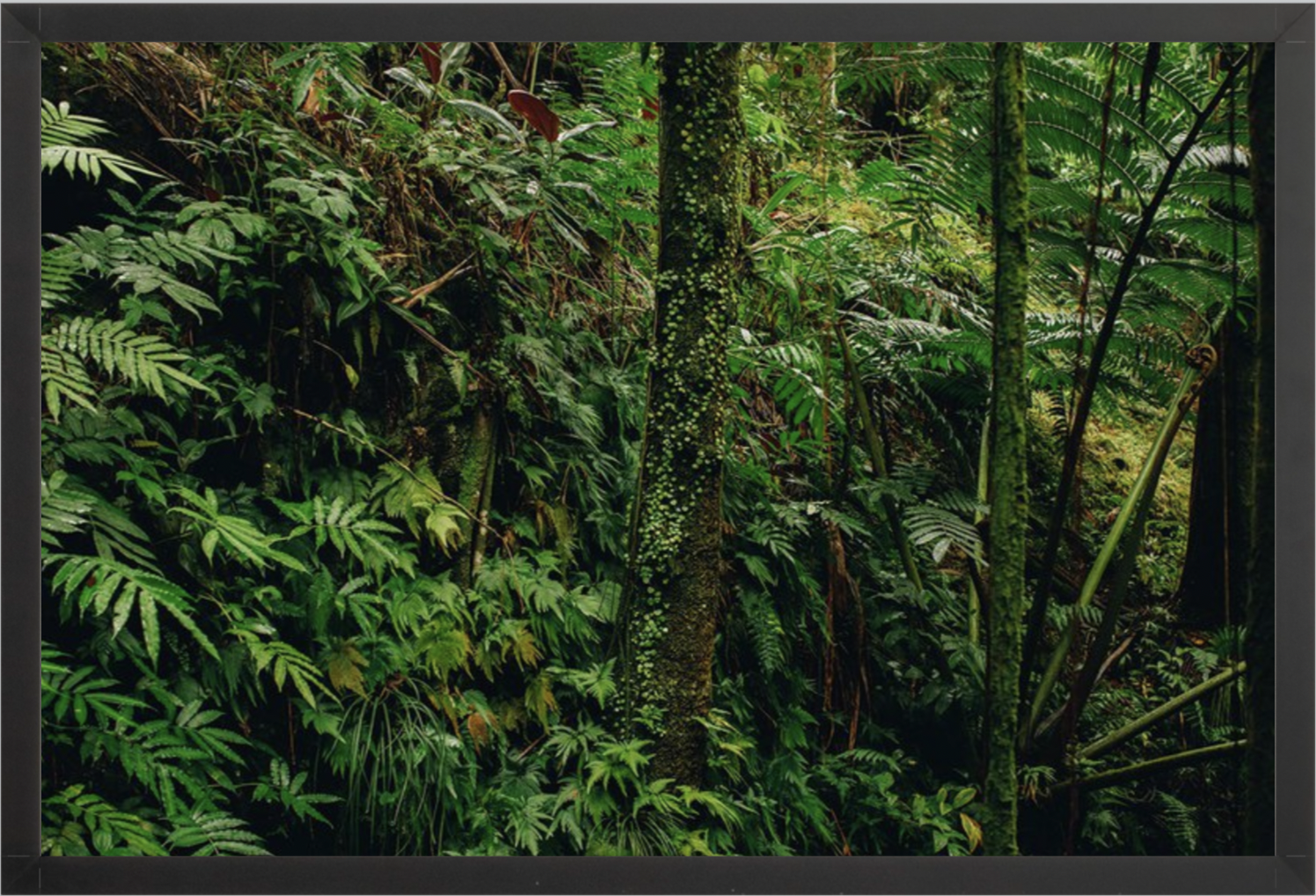 wilder-california-hawaii-tropical-paradise-wall-art.png