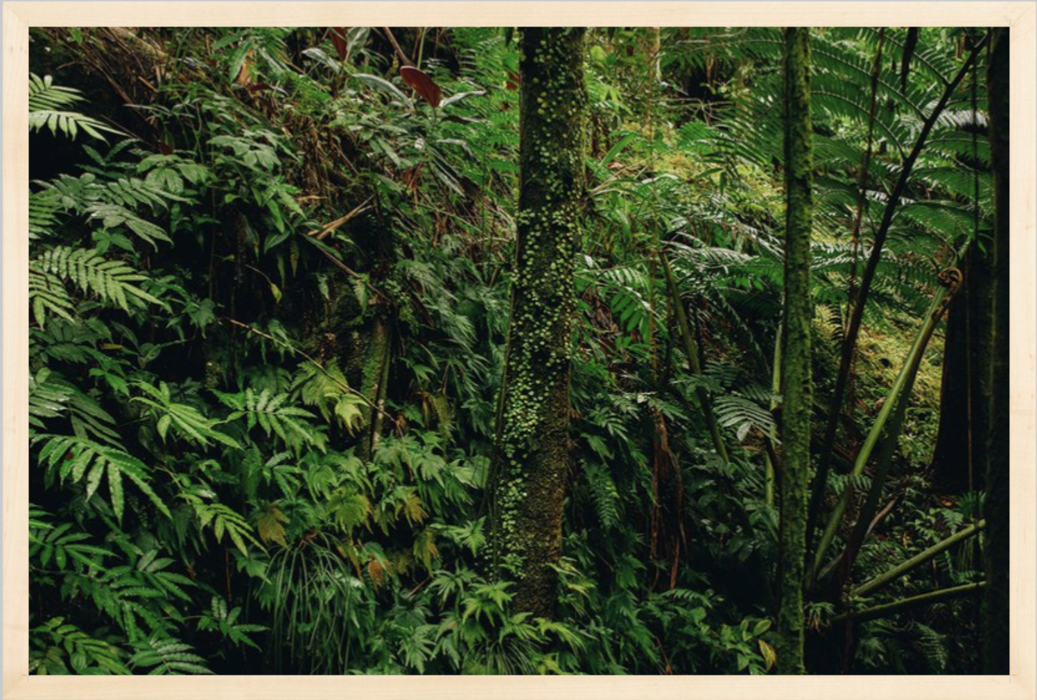 wilder-california-hawaii-tropical-paradise-wall-art.png