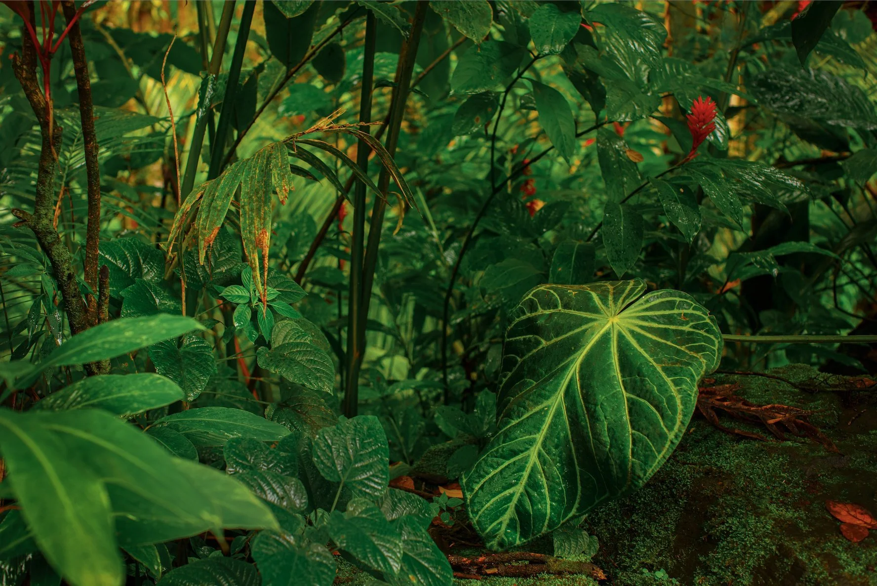 wilder-california-hawaii-tropical-fine-art-print.jpg