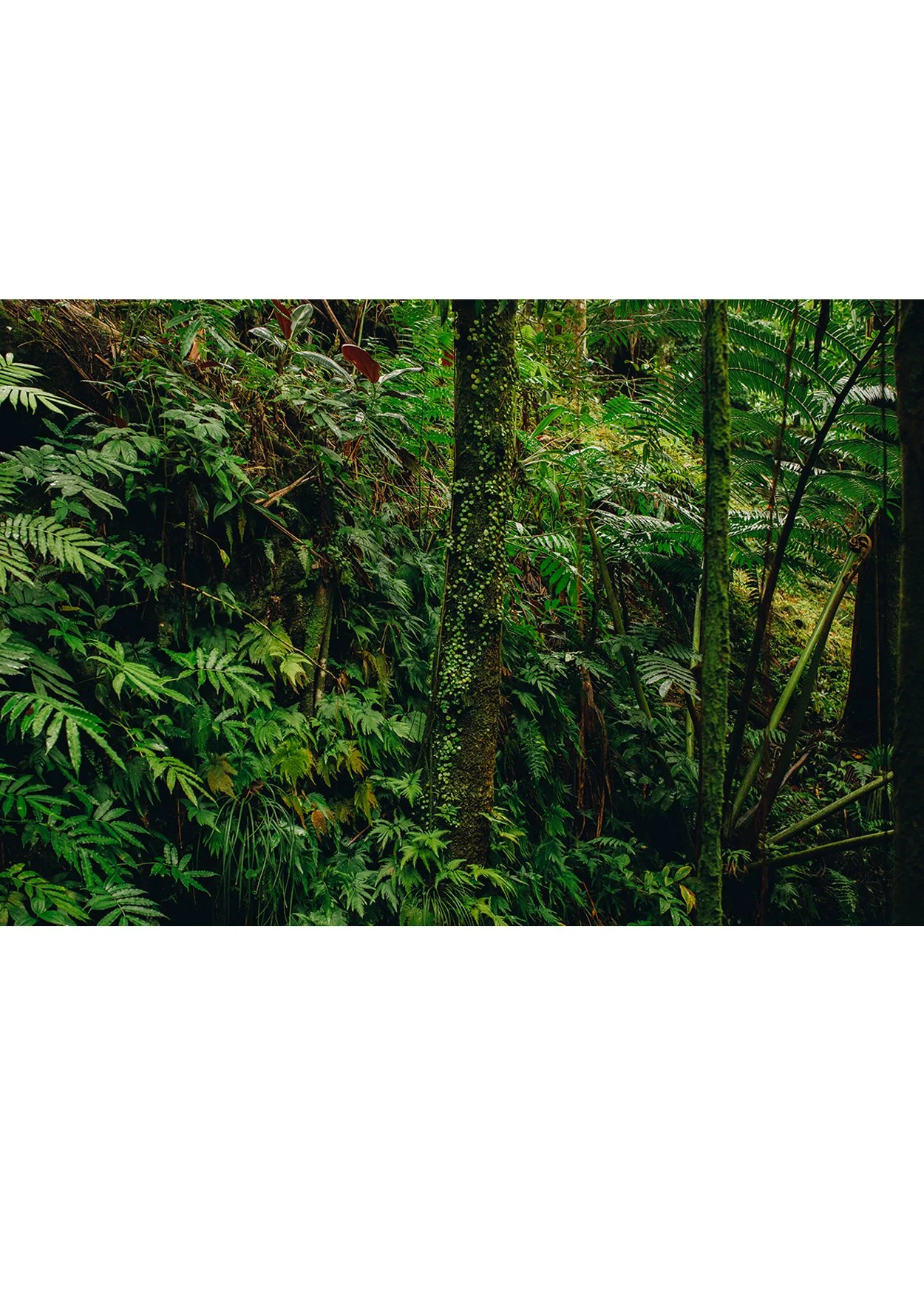 wilder-california-hawaii-tropical-paradise-wall-art.jpg