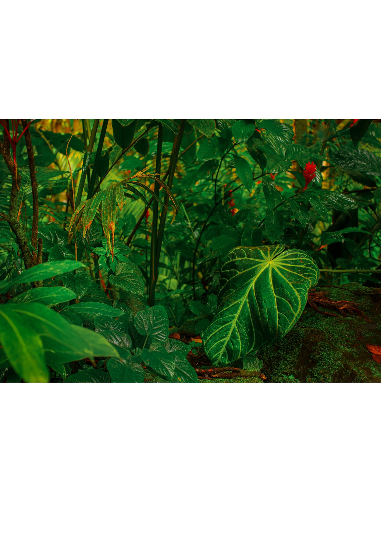 wilder-california-hawaii-tropical-paradise-wall-art.jpg