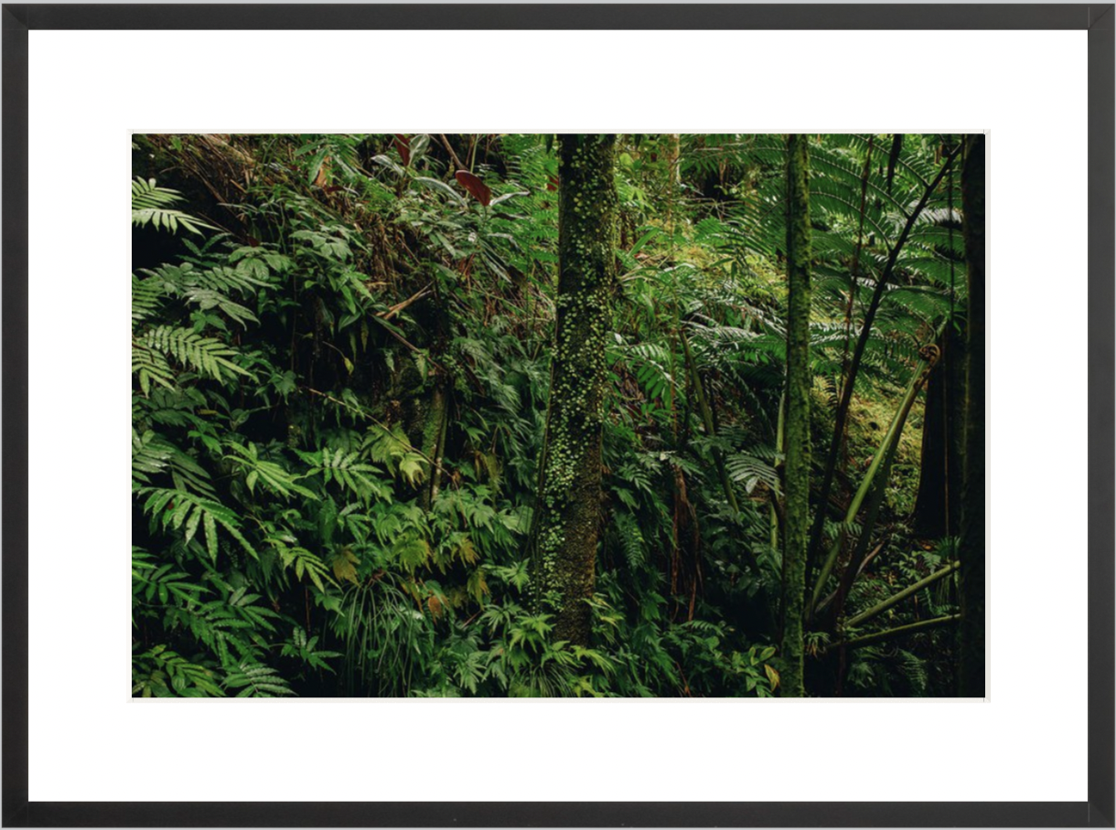wilder-california-hawaii-tropical-paradise-wall-art.png