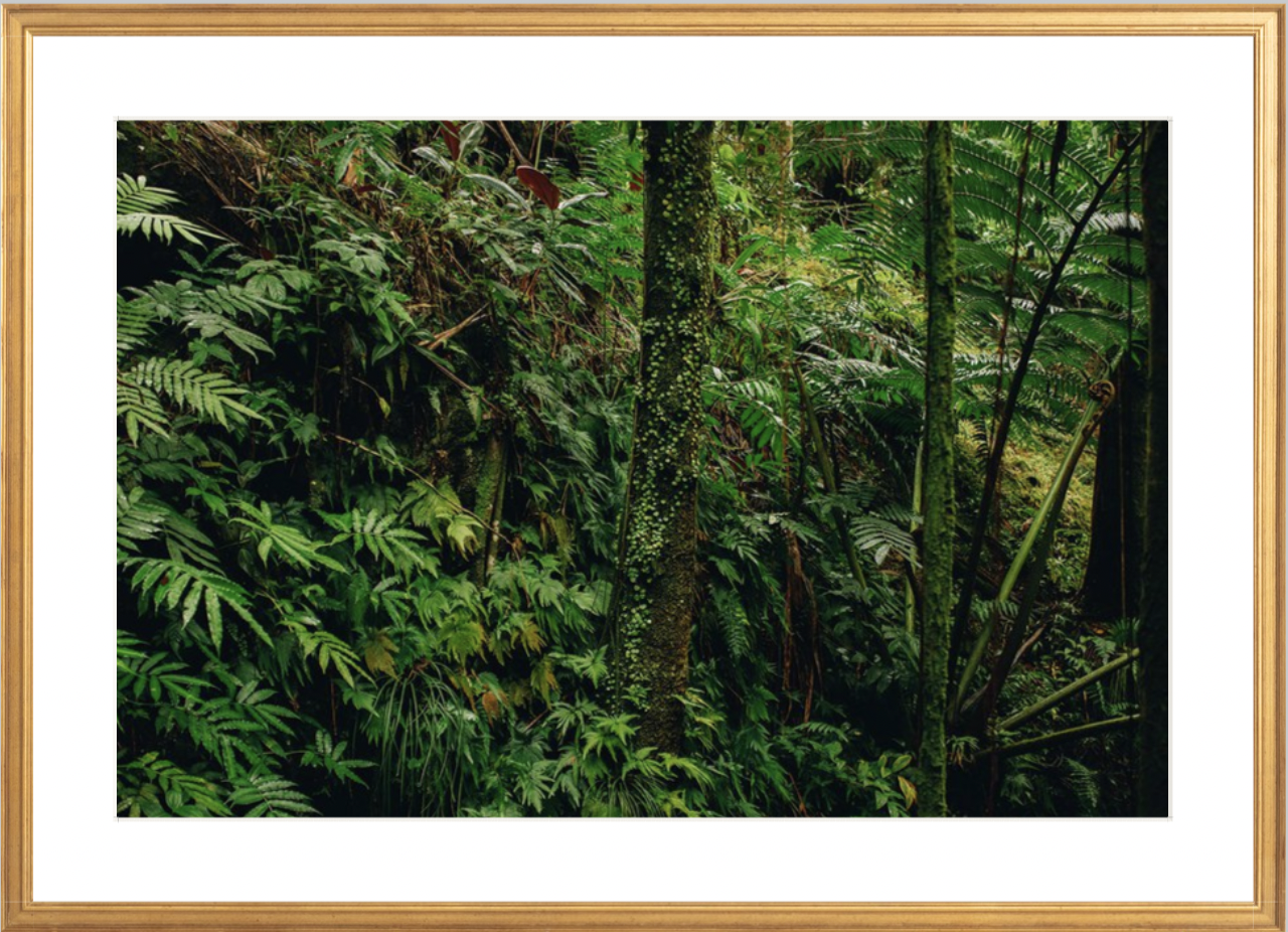 wilder-california-hawaii-tropical-fine-art-print.png