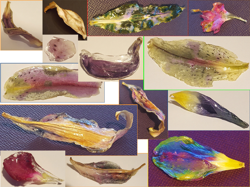 My third year, second semester theme was also exploring forests and woodlands, however it had a particular focus on flowers and petals. The majority of my work was experimenting with resin coating the petals as there are interesting chemical reactions, that take place when the resin permeates the petal cells and interacts with their natural pigmentation.