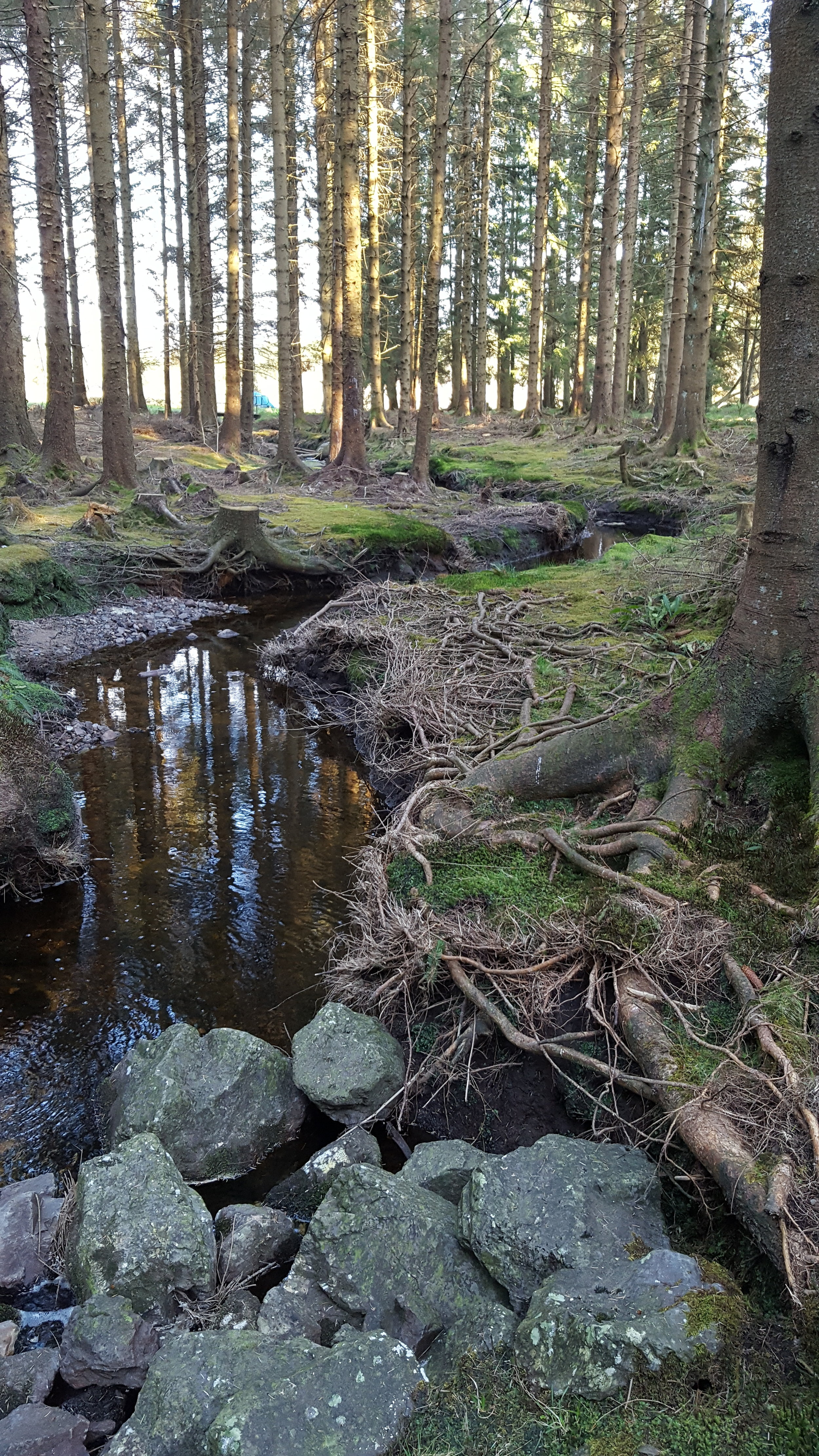 I have currently titled my project Turas Nan Craobh which is the gaelic translation of Journey With Trees. If you presumed from the title, that im going to be looking at Scottish trees, well you would be very much correct.